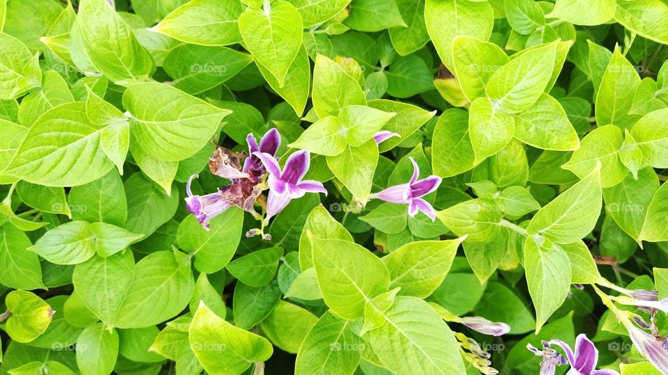 beautiful purple flower with plenty of green leaves