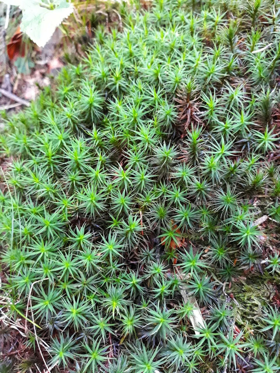 Wild green  plant in the forest