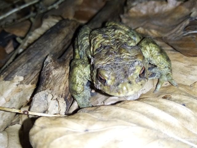 Frosch