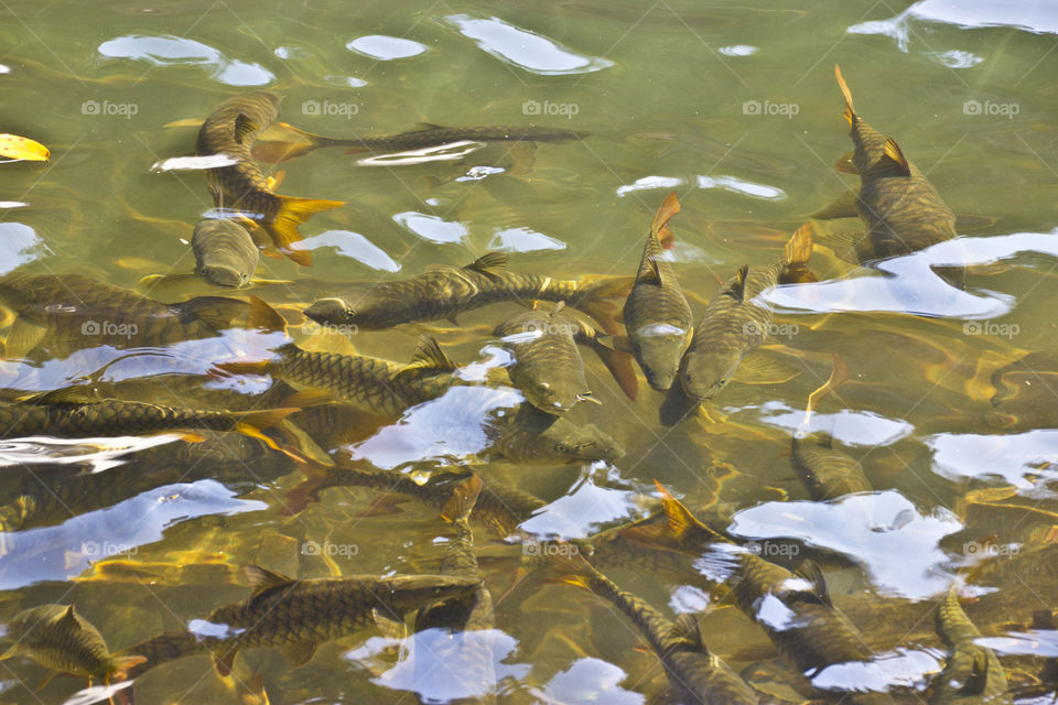 Fish's in forest stream