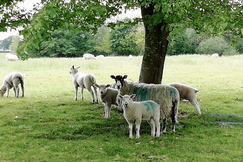 Sheep and lamb's