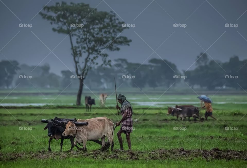 Cows Leveling Paddy Field For Planting The Rice Plants