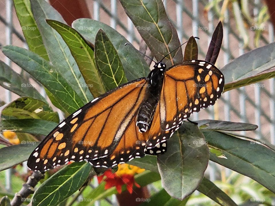 Beautiful  butterflies visit colorful flowers for their sweet nectar in summer.