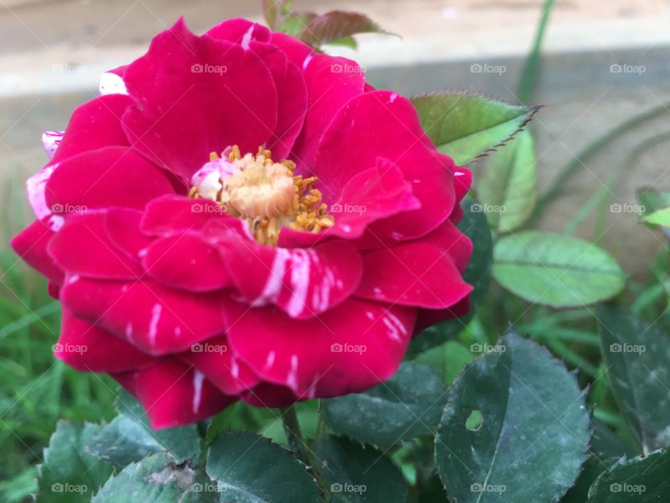 Double colour Rose