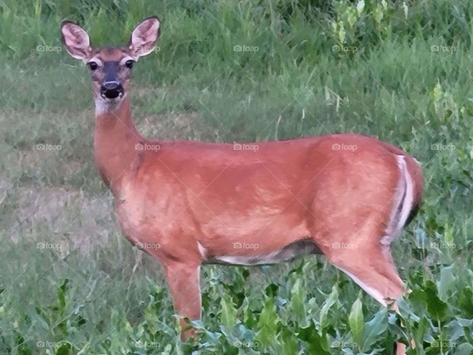 doe a deer........