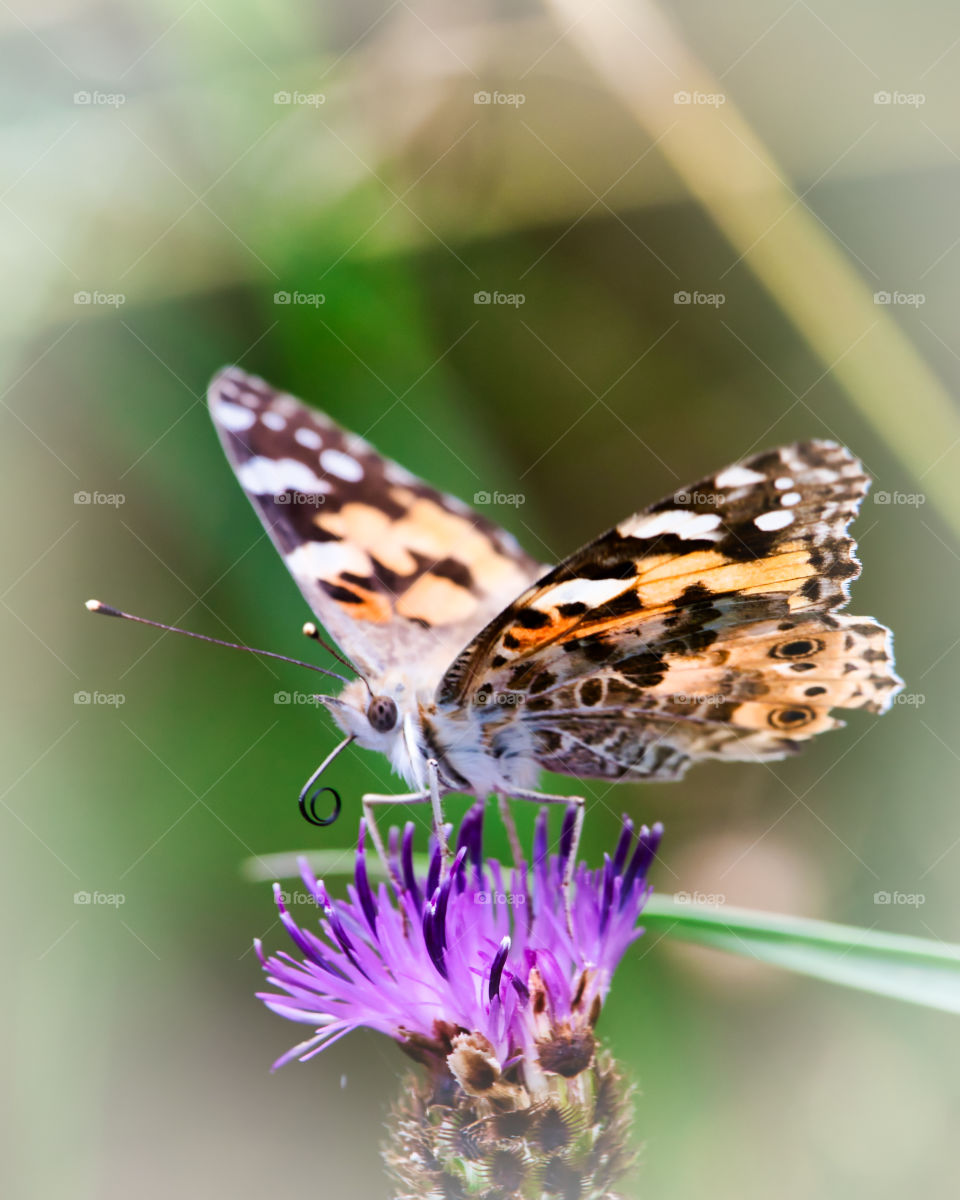 Painted lady butterfly close up