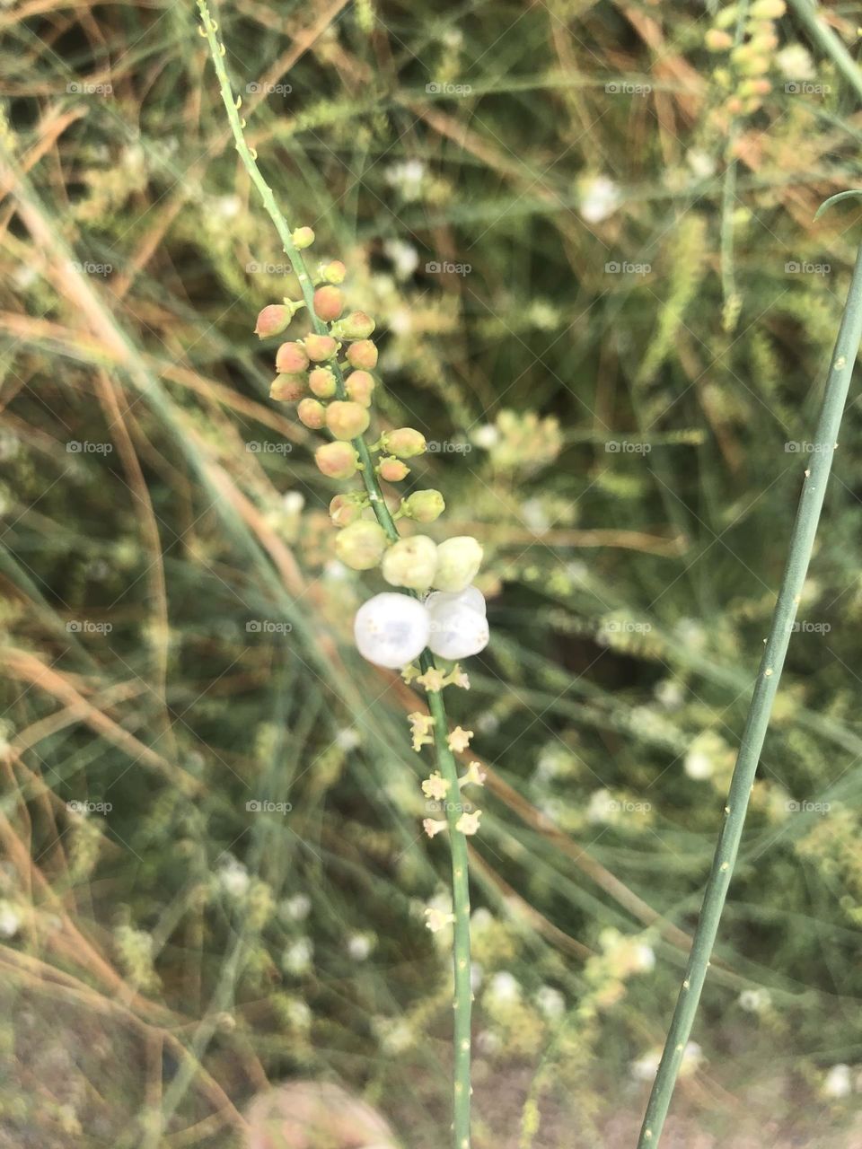 white flowers, flowers, green, twigs, picture of green twigs, plant