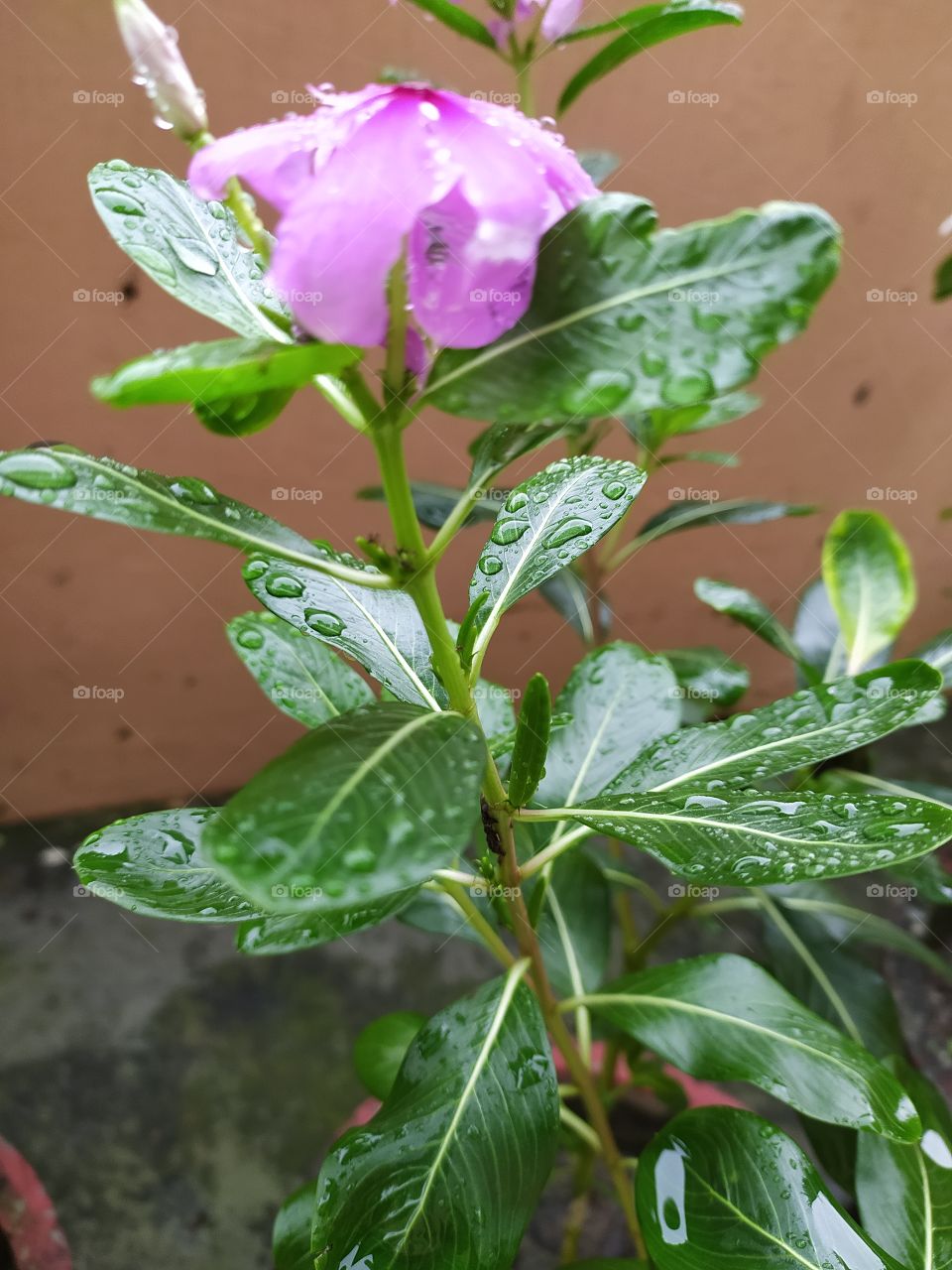 Swaying with showers