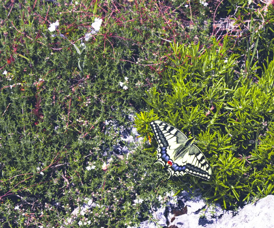 A swallowtail tail butterfly on green foliage 
