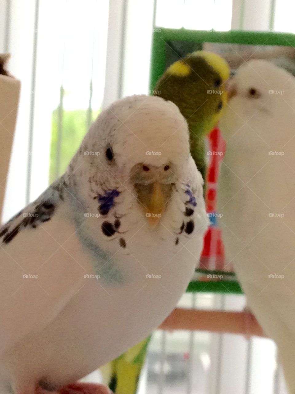 Budgie Friends. Beautiful Gruntilda front and center 