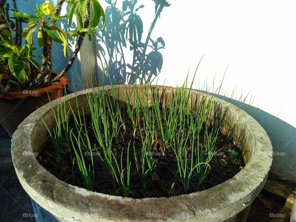 Vegetable plot, vegetable garden, health, vegetables, planting, growing vegetables