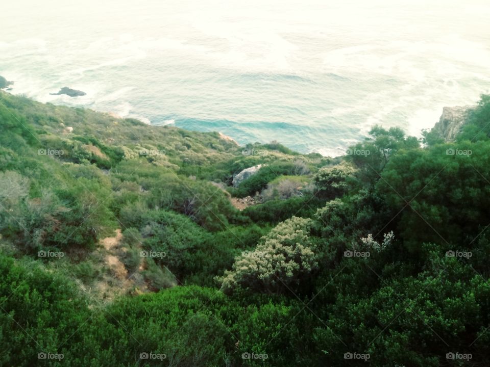 fynbosh and ocean
