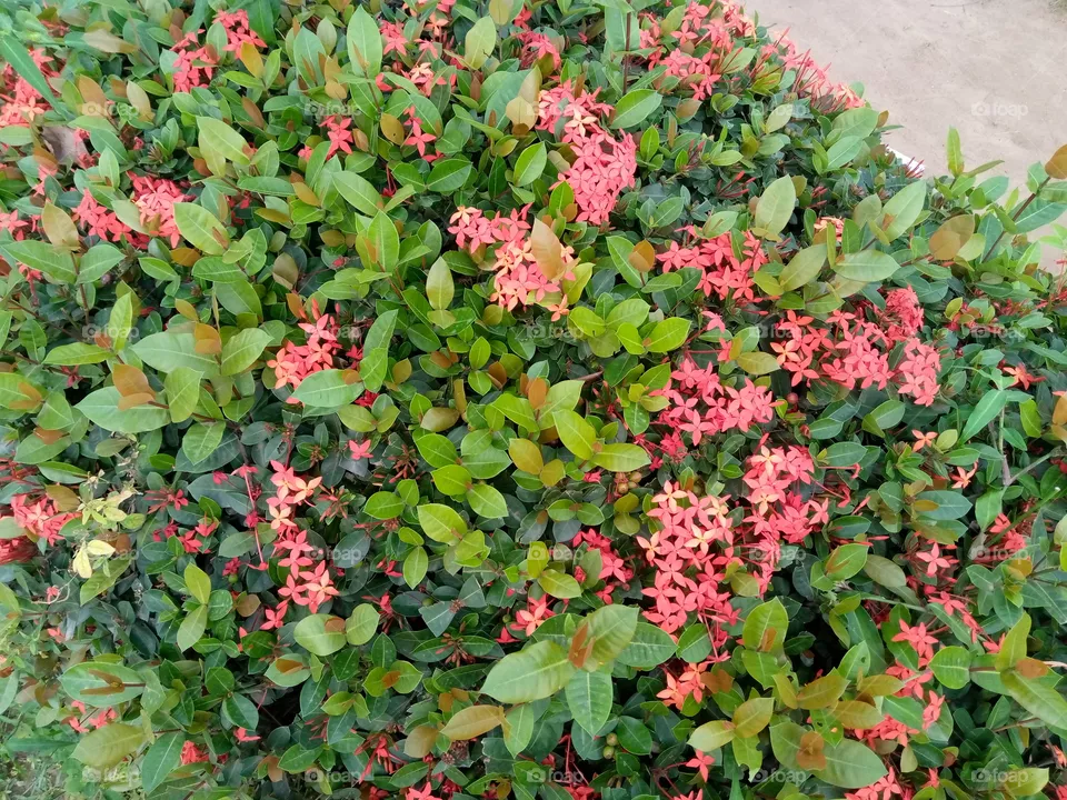 flower in my school