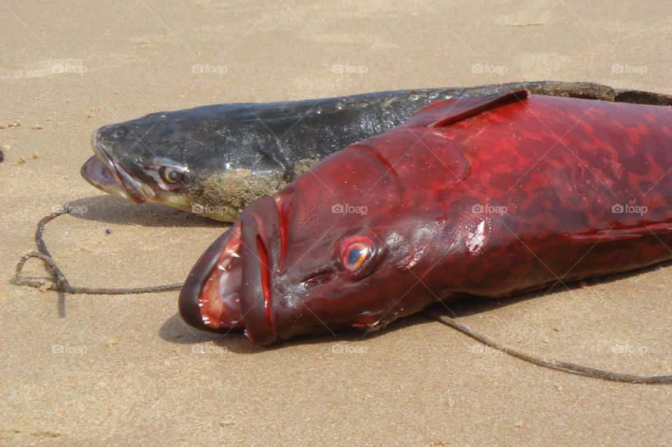 ocean red fish fresh by Bea