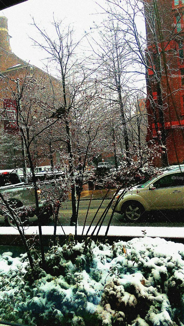 Winter, Tree, Snow, Season, Landscape