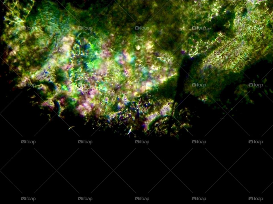 What is it? Difficult to tell. Photographed thru the lens of a 1200 x magnification microscope this is some kind of microorganism most likely of the plant or mold genus. At this close it resembles the scales of a reptile. 2016. Hypnotic Productions