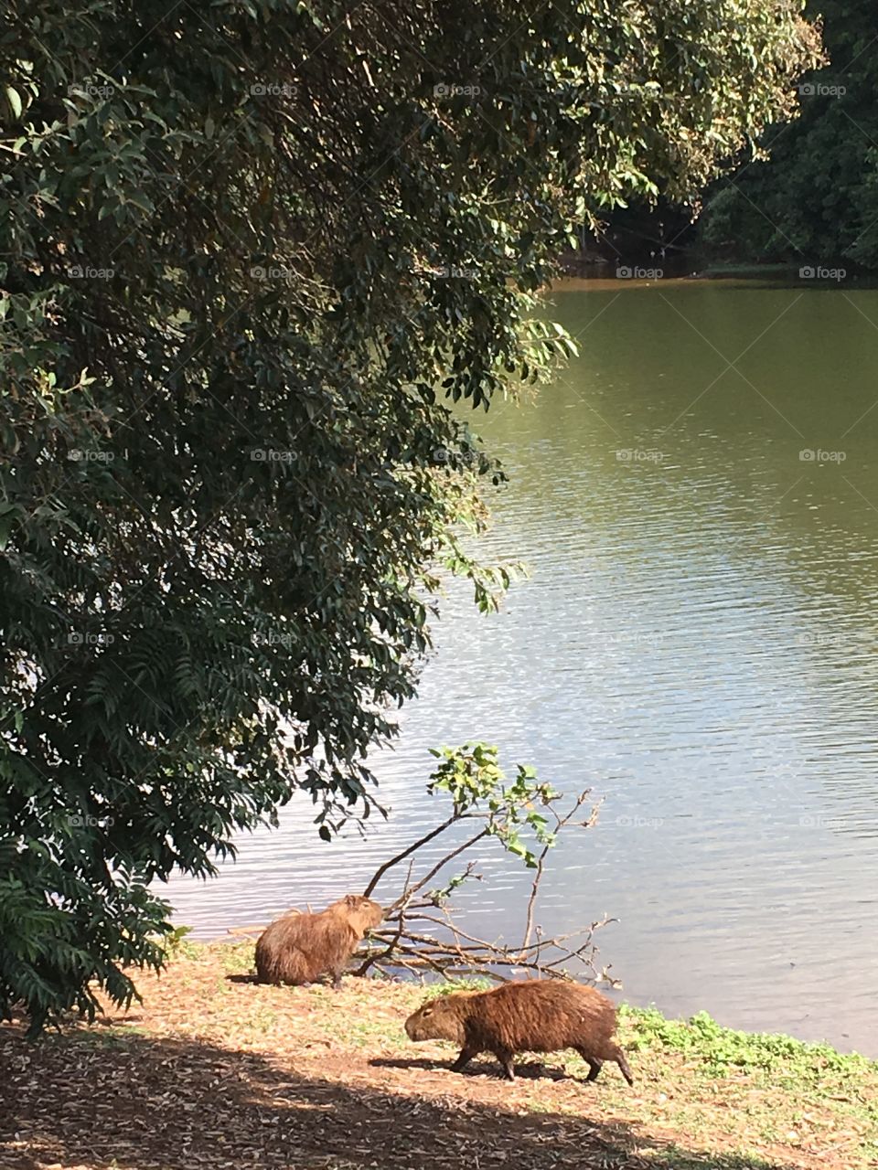 As capivaras no Parque Botânico Eloy Chaves, numa tarde bucólica de um dia qualquer. 