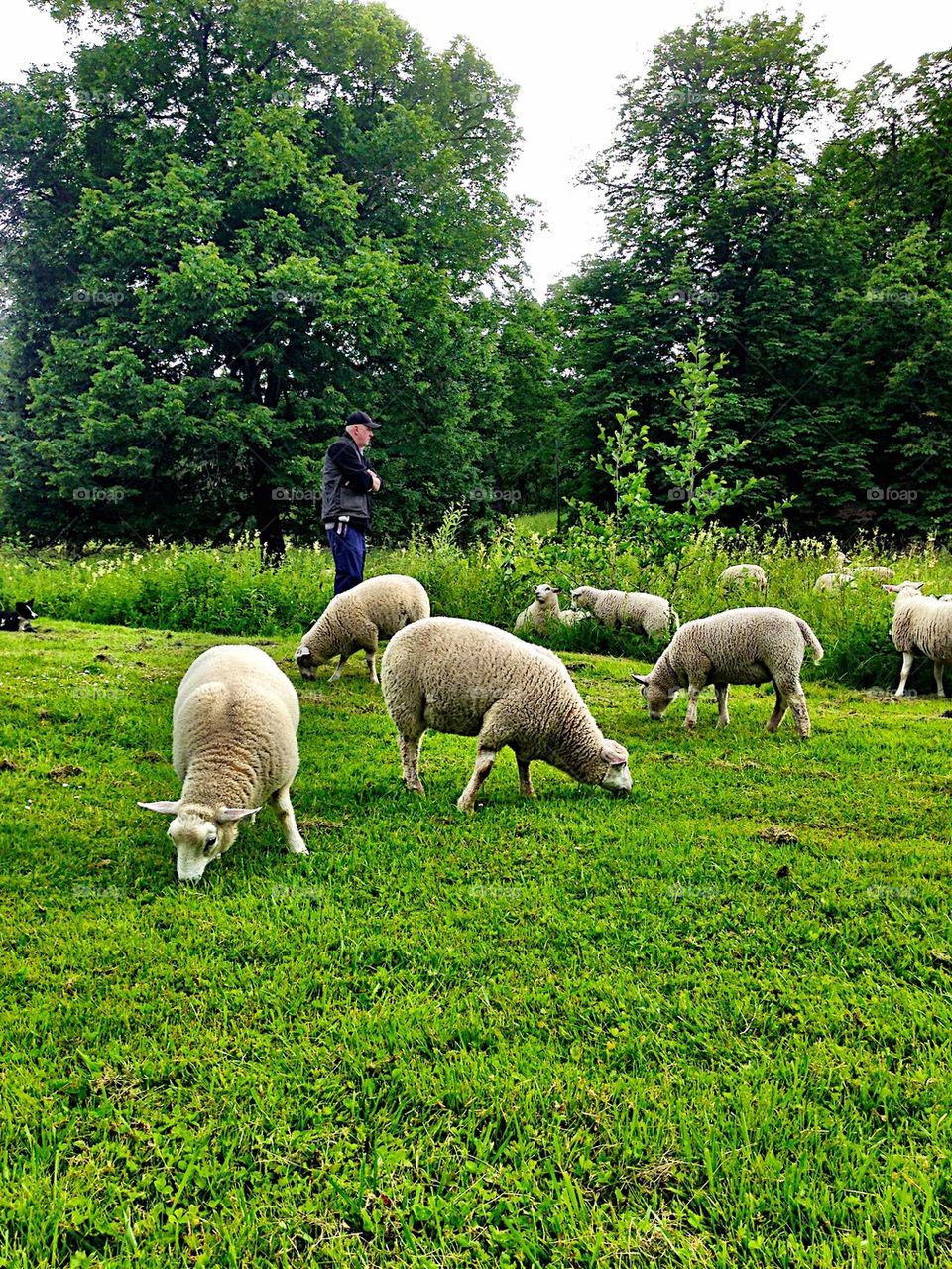 Sheeps on green pasture! 