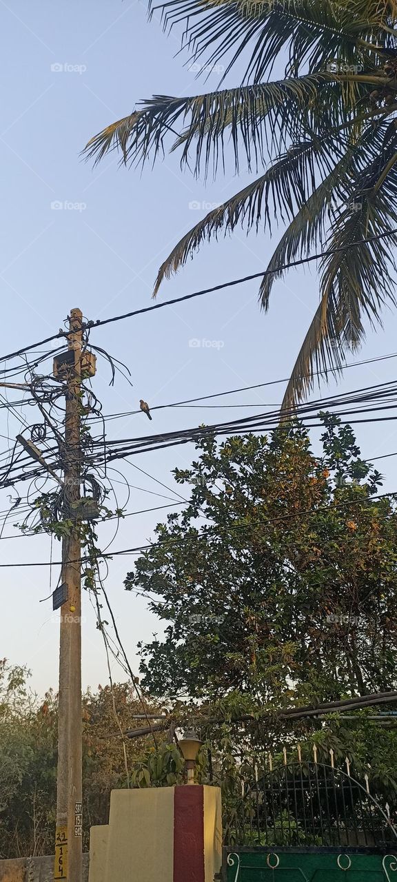 dove calm bird with beautiful voice grey pink colouring in the neckin colour with