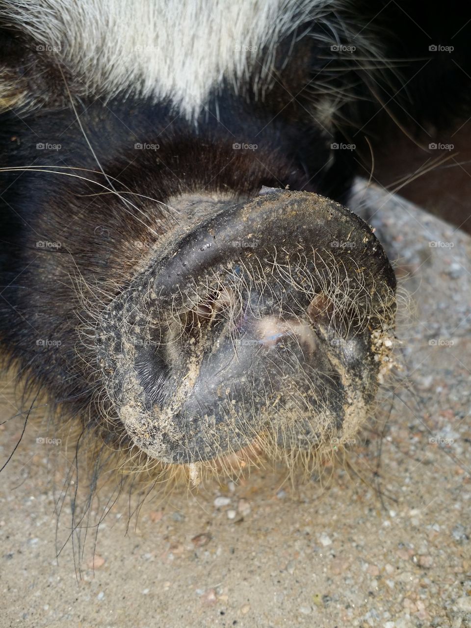 Nosey Pig. Took this picture of this little guy on my farm.
