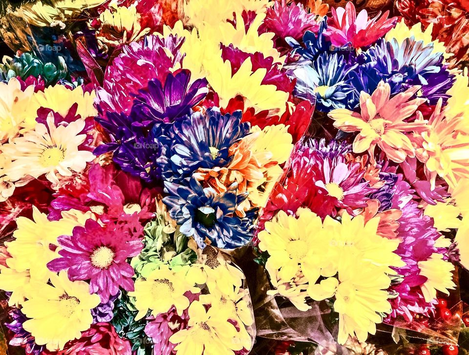 Colorful flowers 