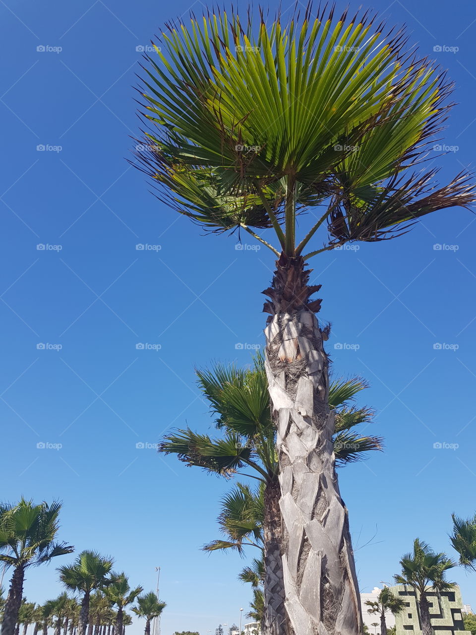 Palm tree