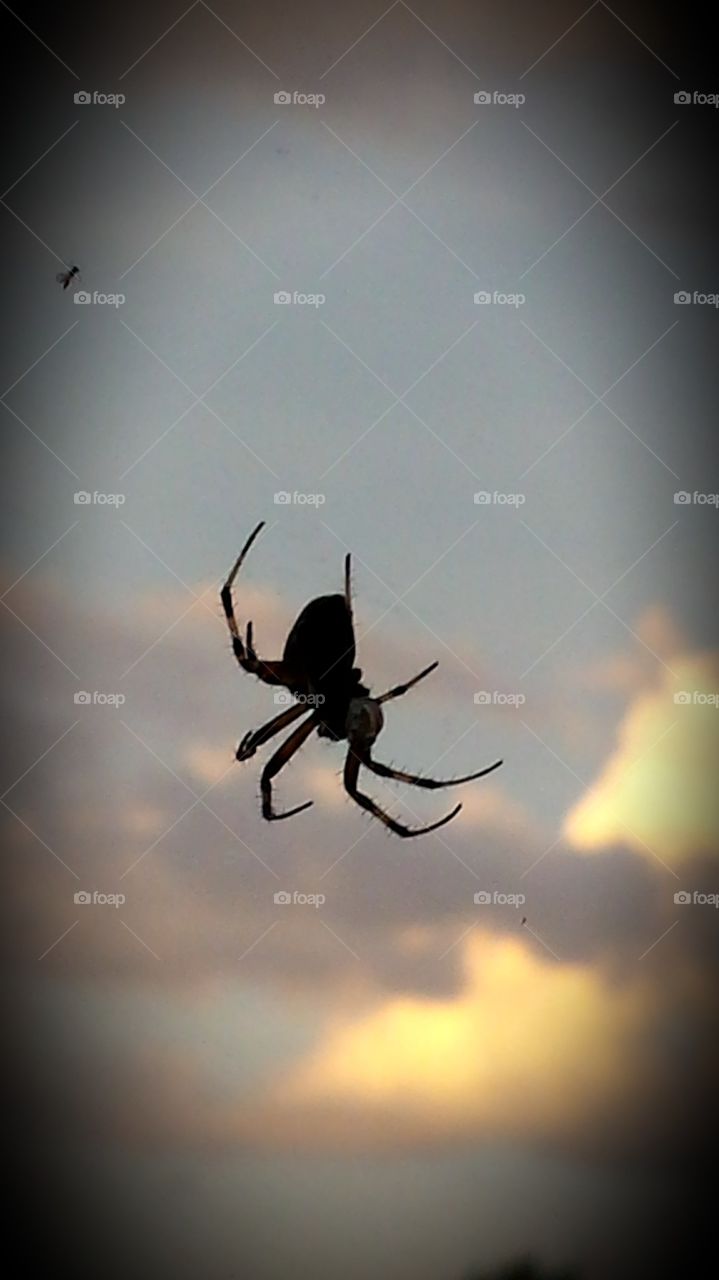 spider in the sky