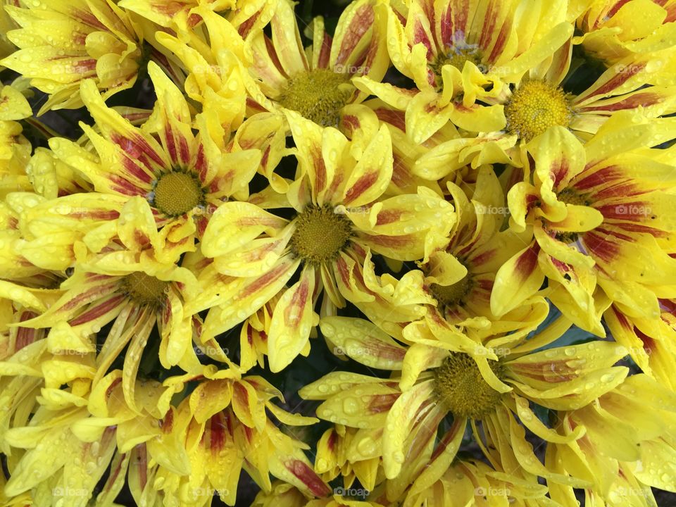 Yellow and red flowers 