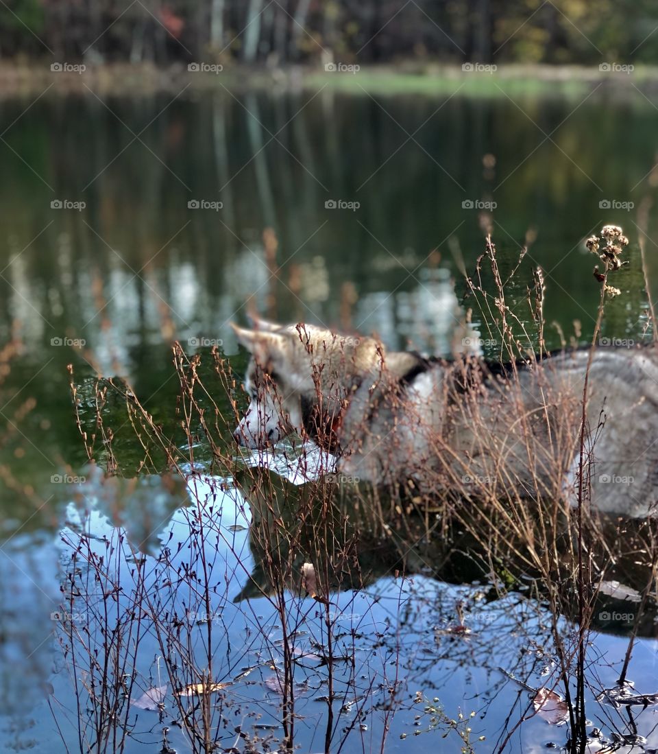 Beautiful husky stalking fish