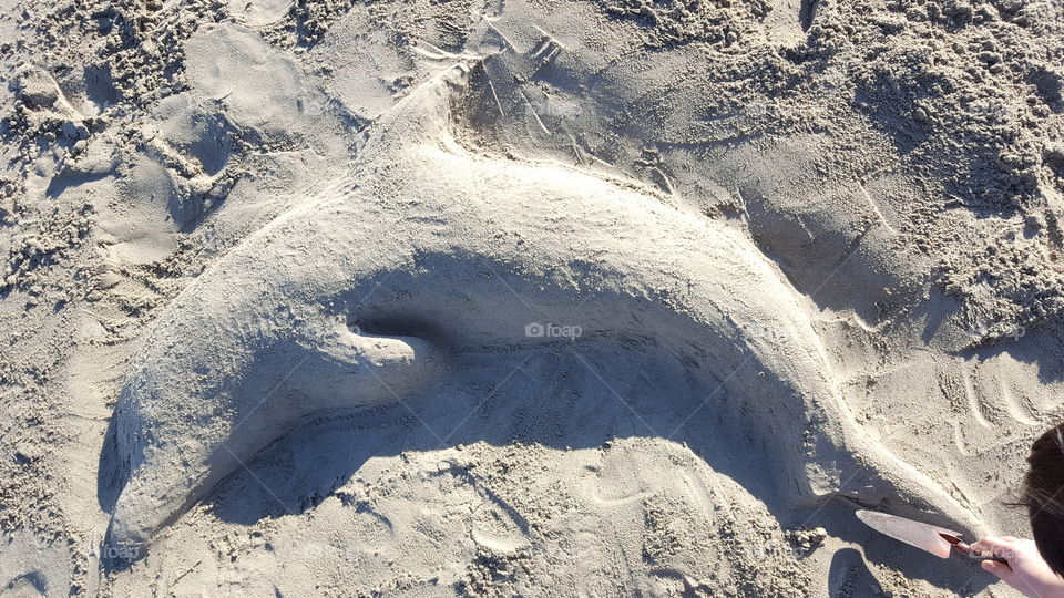 dolphin sand