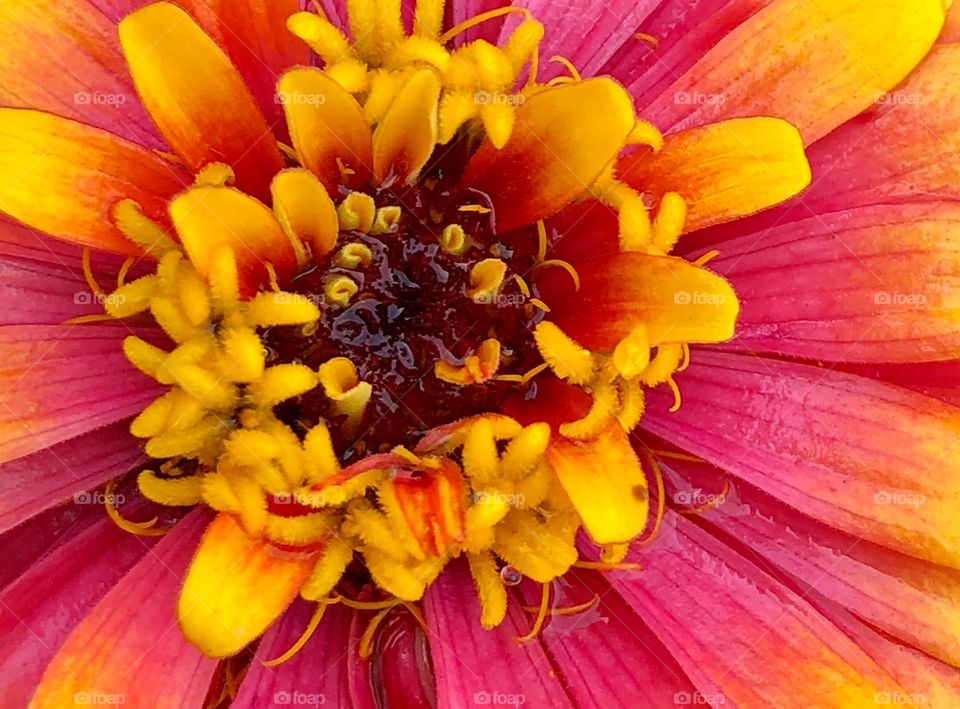 Flower close up 