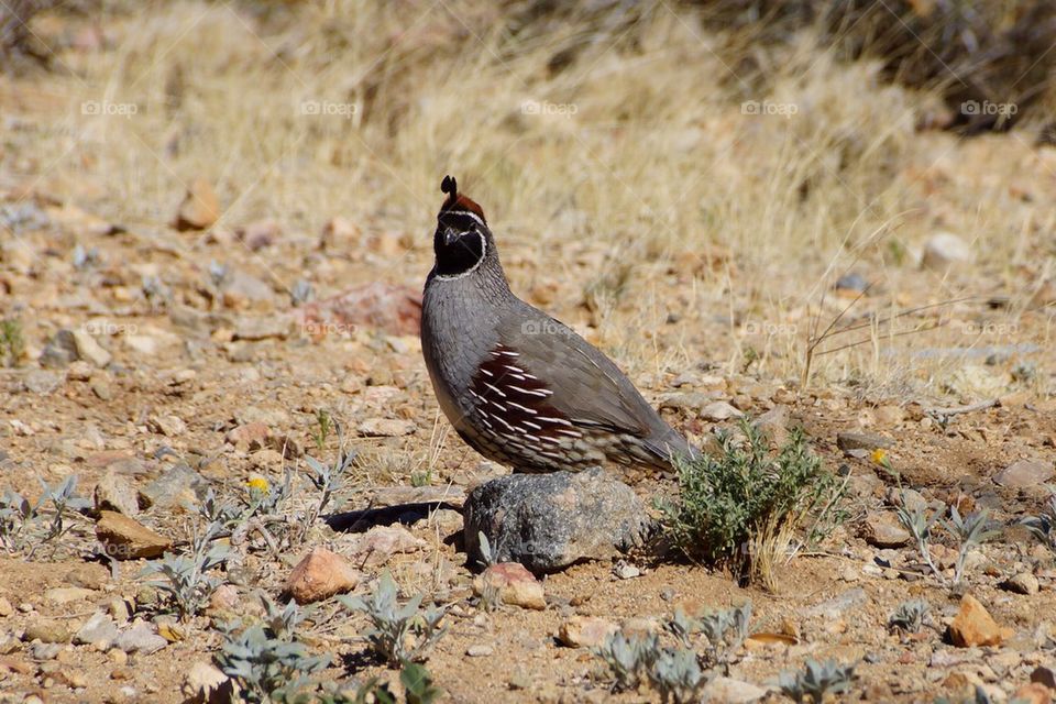Arizona quail