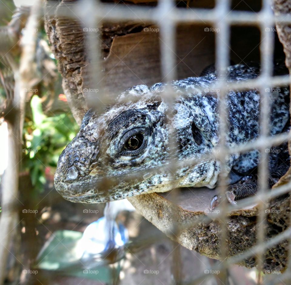 Swamp Iguana