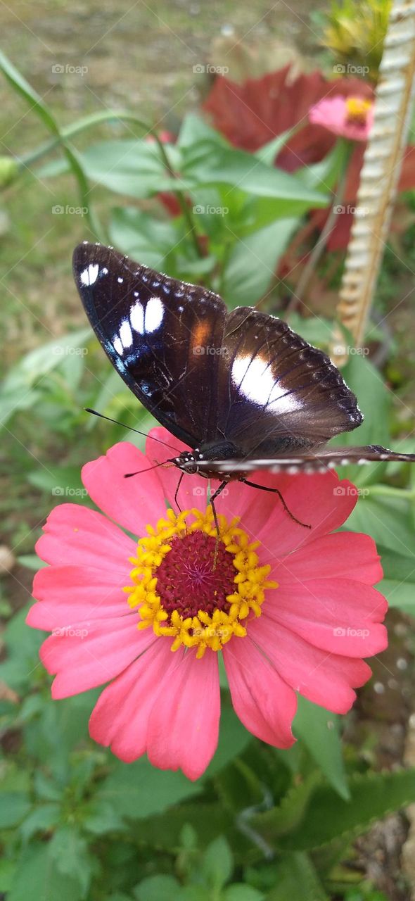 Beautiful butterfly perched on a zinnia flower