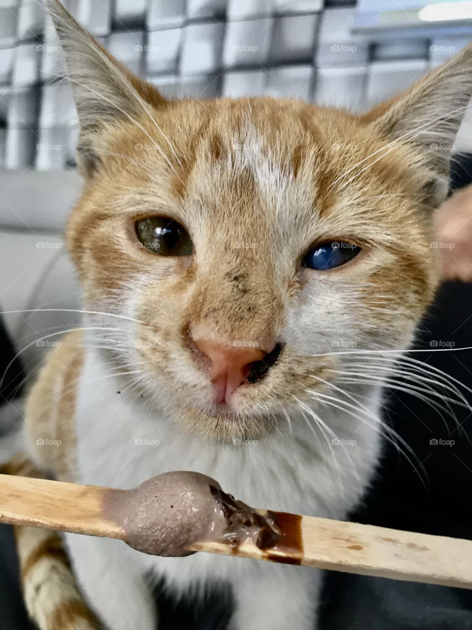 Ice cream cat