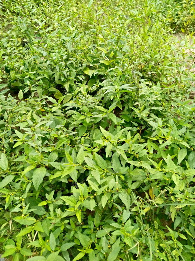 bush around me
