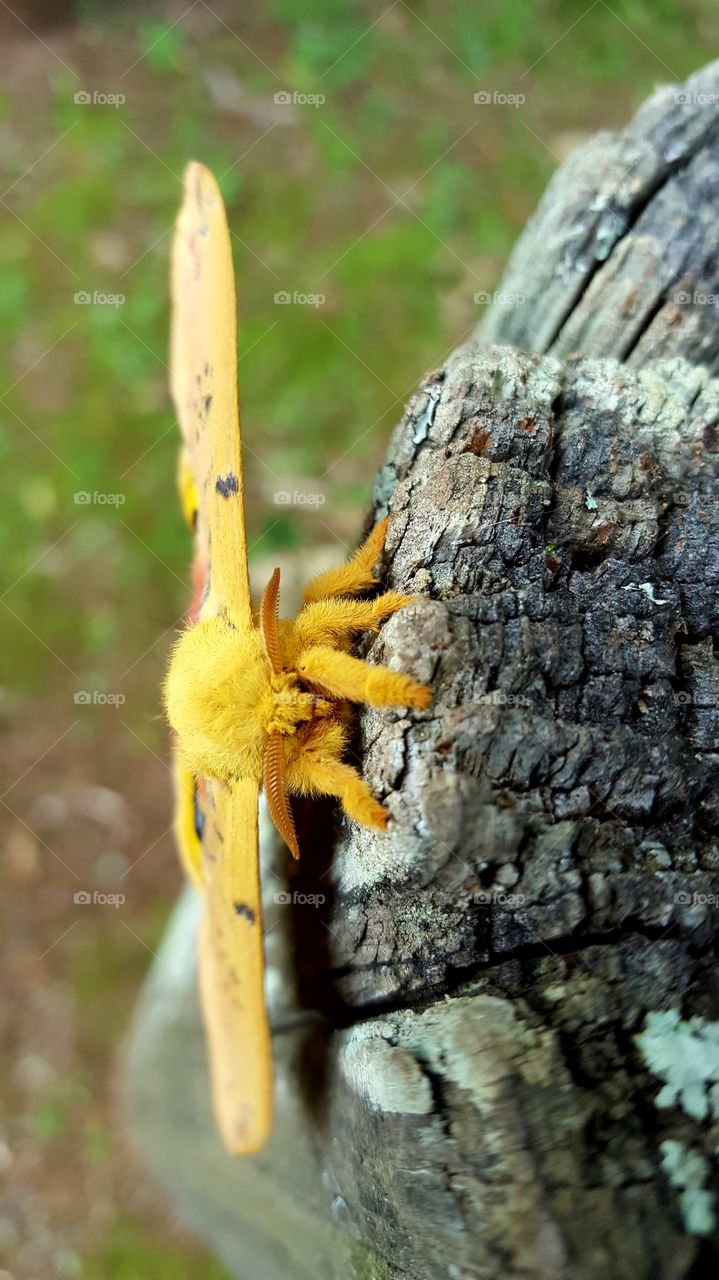 A close up of a beautiful Lo Moth I found on the playground.