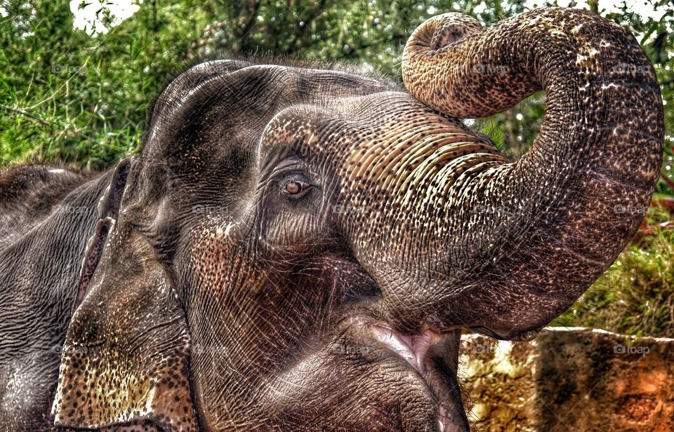 Indian elephant, Goa, India . Indian elephant, Goa, India 