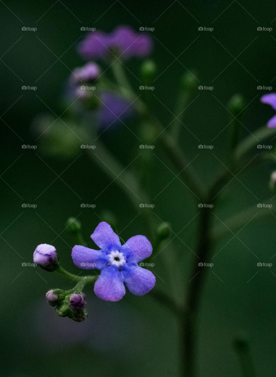 Dark green natural background with small purple flowers 