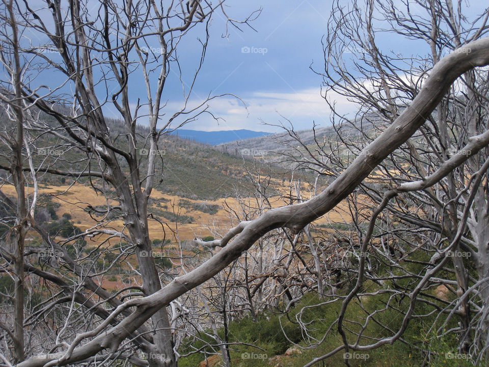 sky trees view california by technotimber