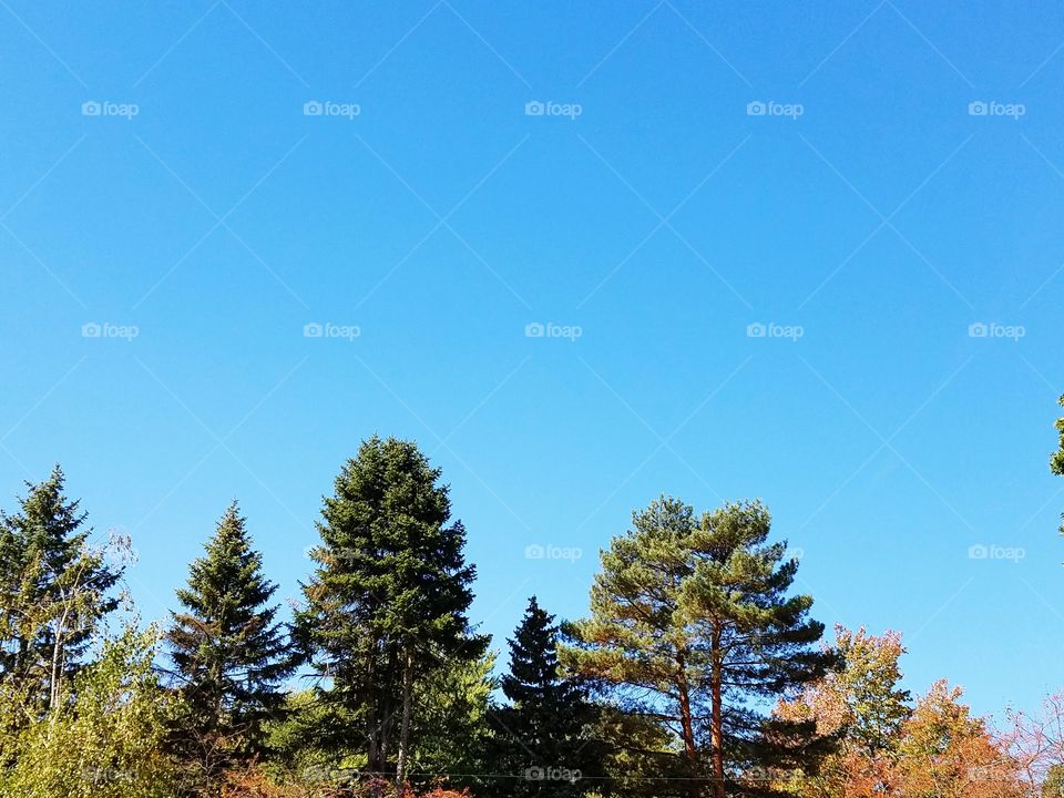 tree and good weather