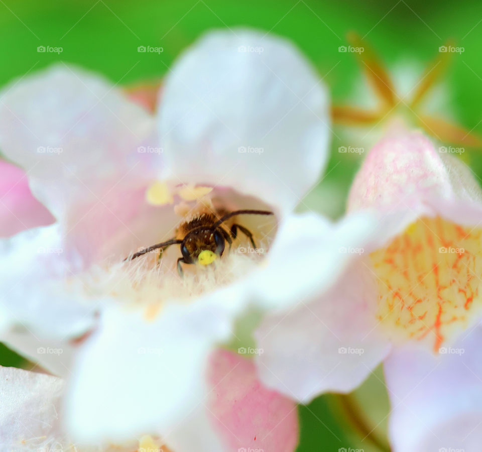 Insect on flower