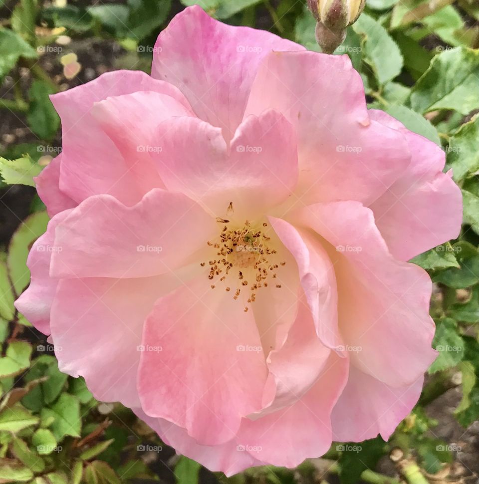 Delicate pink rose at Balboa Park in San Diego 