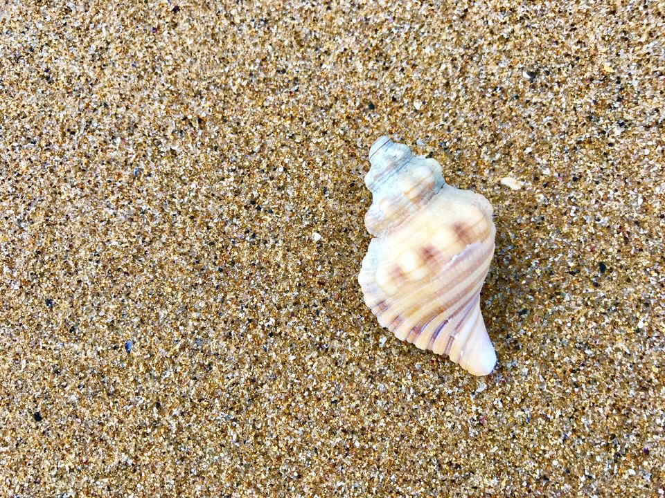 Shell on the sand at Surf Beach