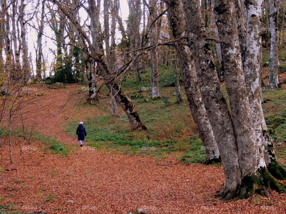 a person walking in the beech forest in the autumn