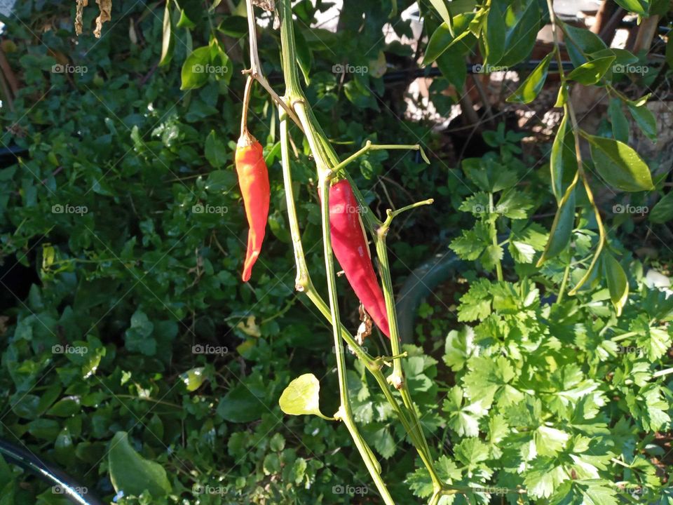 Red piments