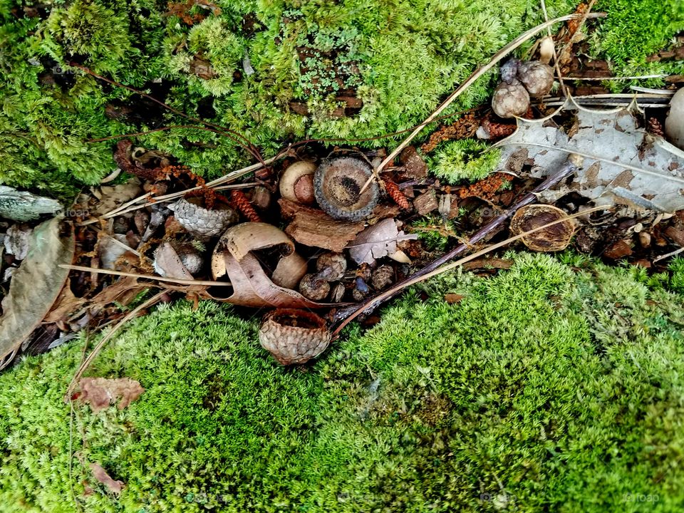 moss on log.