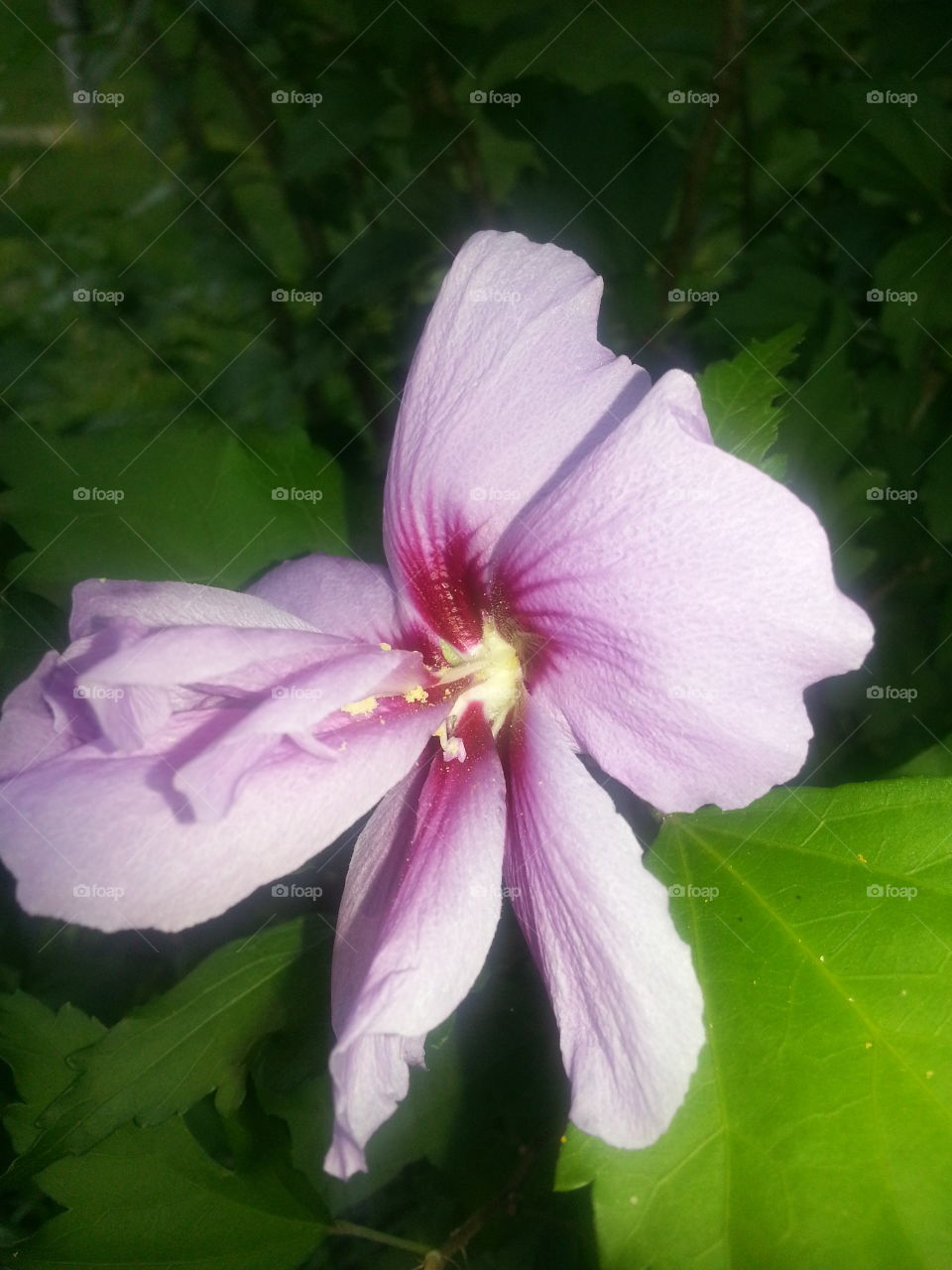 Althea Bush flower. My Althea Bush is filled with these beautiful purple flowers!
