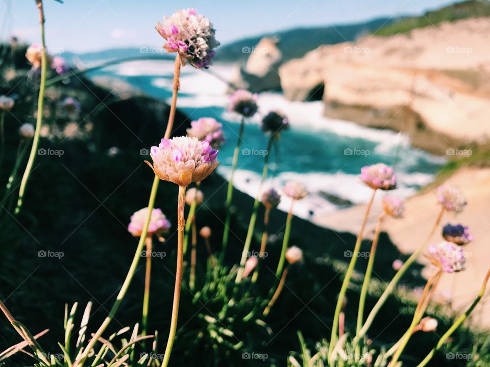 Wildflowers in the Wind