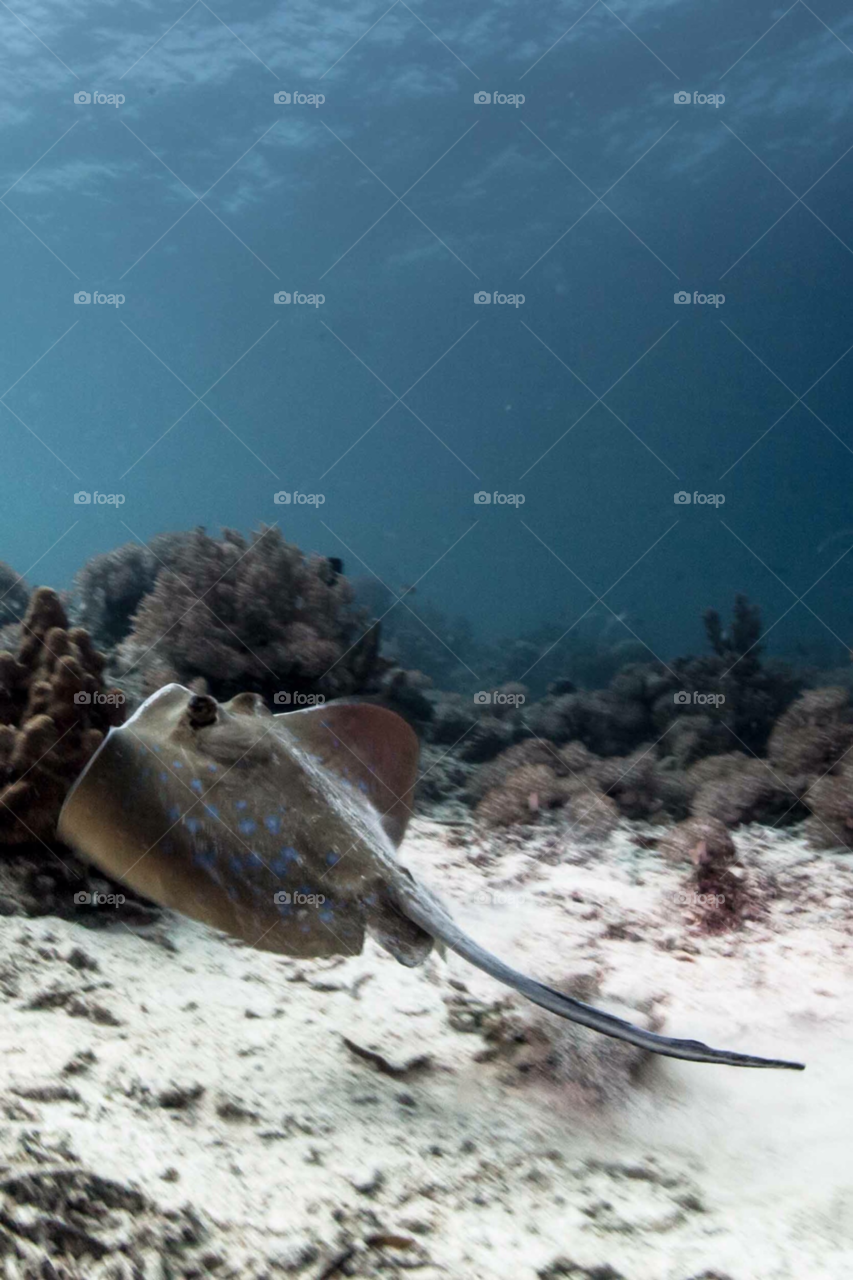 philippines cebu underwater mactan by paulcowell